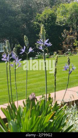 Vertikales Bild von schönen blauen camassia Blumen in Garten Einstellung Stockfoto