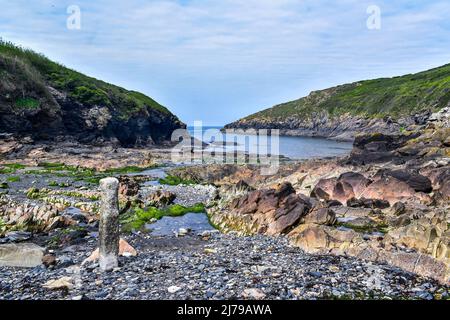 Port Quin Strand an der Küste von North Cornwall, aufgenommen bei niedrigem Wasser, die die vielen Felsen und Höhlen freilegt. Stockfoto