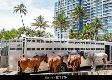 Miami Beach Florida Beach Polo World Cup Miami jährliche Veranstaltung Ponys Pferde Anhänger W South Beach Hotel Collins Park Stockfoto