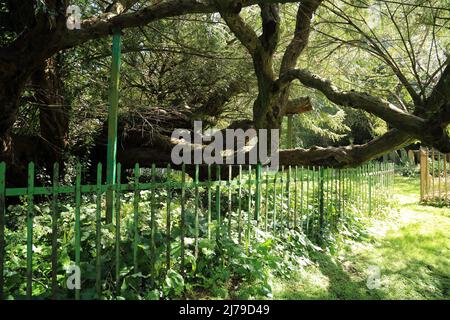 Alter Eibenbaum, bekannt als Buckland-Eibe auf dem Kirchhof der St. Andrews Church, Crabble Meadows, Buckland, Dover, Kent, England, Vereinigtes Königreich Stockfoto