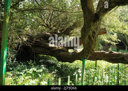 Alter Eibenbaum, bekannt als Buckland-Eibe auf dem Kirchhof der St. Andrews Church, Crabble Meadows, Buckland, Dover, Kent, England, Vereinigtes Königreich Stockfoto