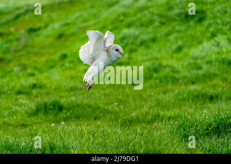 Stalleule (Tyto alba) im Flug. Selektiver Fokus Stockfoto