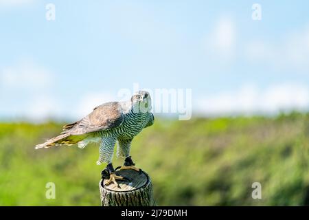 Der nördliche Habicht (Accipiter gentilis) - eine Art von mittelgroßem Greifvögel aus der Familie Accipitridae Stockfoto