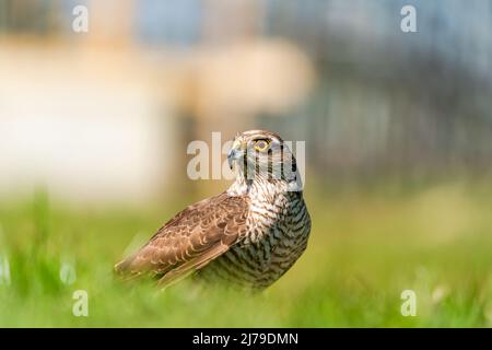 Sperling-Habicht (Accipiter nisus) - ein kleiner Greifvogel in der Familie Accipitridae. Selektiver Fokus Stockfoto