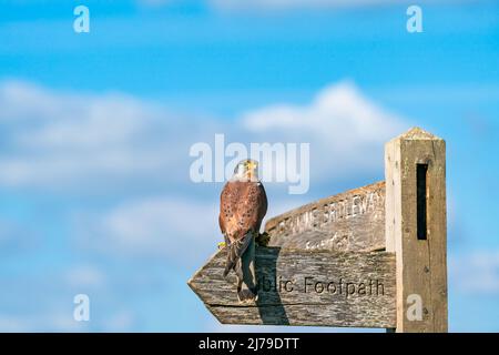 Gewöhnlicher Turmfalken (Falco tinnunculus) - Greifvögel, die zur Turmfalkengruppe der Falkenfamilie Falconidae gehören Stockfoto