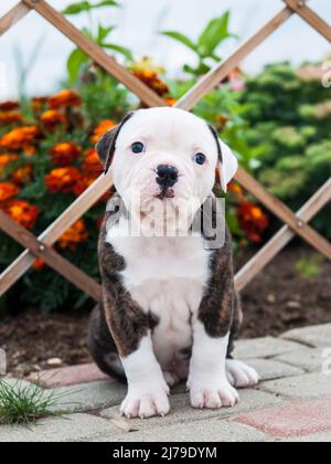 Der amerikanische Bulldog-Welpenhund bewegt sich auf der Natur Stockfoto