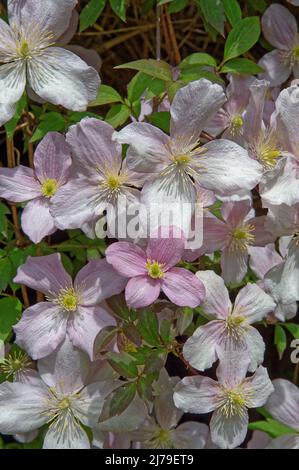 Nahaufnahme der Blumen eines kletternden Montana Clematis, der im Frühling in einem britischen Garten blüht. Stockfoto