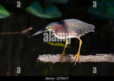 Grüner Reiher (Butorides virescens). Everglades National Park, Florida. Stockfoto