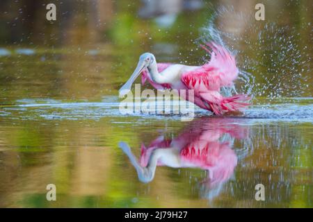 Roseatspoonbill (Platalea ajaja). Everglades National Park, Florida, USA. Stockfoto