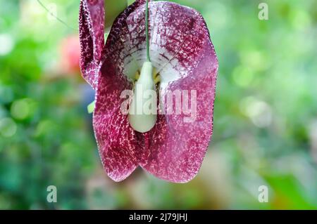 Aristolochia ringens , Aristolochiaceae oder Aristolochia ringens Vahl Pflanze Stockfoto