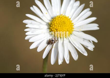 Vielseitiger Teppichkäfer (Anthrenus verbasci) auf Blüte der Gänseblümchen, englischer Gänseblümchen, Bellis perennis. Holländischer Garten, Mai, Frühling, Niederlande Stockfoto