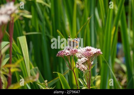 Paris, an der seine, Jardin d'Archipel, schwimmende Gärten // Paris, River seine, Jardin d'Archipel, Floating Gardens Stockfoto