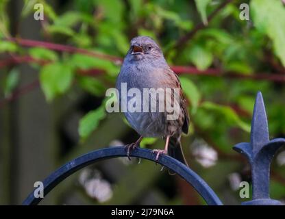Dunnock (Prunella Modularis) stand auf einem Vogelfutterlager in West Lothian, Schottland. Stockfoto