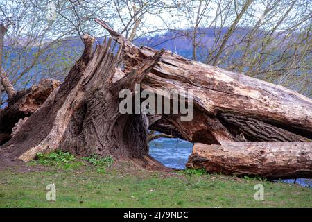 25. April 2021, Mecklenburg-Vorpommern, Schwerin: Ein alter Baumstamm im Landkreis Zippendorf direkt am Schweriner See. Foto: Jens Büttner/dpa Stockfoto