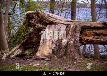 25. April 2021, Mecklenburg-Vorpommern, Schwerin: Ein alter Baumstamm im Landkreis Zippendorf direkt am Schweriner See. Foto: Jens Büttner/dpa Stockfoto