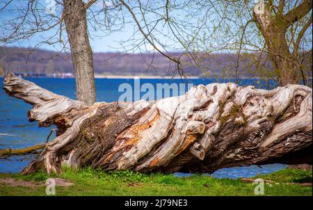 25. April 2021, Mecklenburg-Vorpommern, Schwerin: Ein alter Baumstamm im Landkreis Zippendorf direkt am Schweriner See. Foto: Jens Büttner/dpa Stockfoto