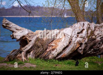 25. April 2021, Mecklenburg-Vorpommern, Schwerin: Ein alter Baumstamm im Landkreis Zippendorf direkt am Schweriner See. Foto: Jens Büttner/dpa Stockfoto