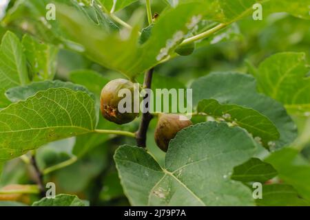 Gärtnern, reifen süßen Feigen auf einem Baum mit beschädigten Blättern wachsen Stockfoto