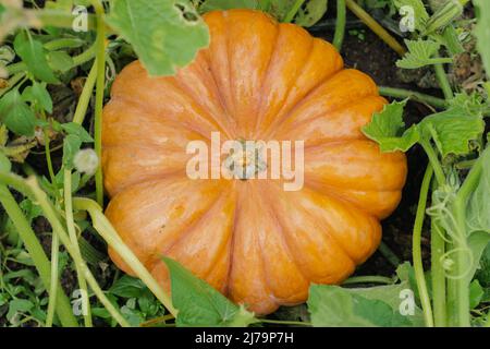 Großer orangefarbener Kürbis liegt auf dem Boden zwischen den Melonenblättern, Draufsicht Stockfoto