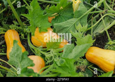 Kleine orangefarbene Kürbisse reifen im Garten zu Halloween Stockfoto