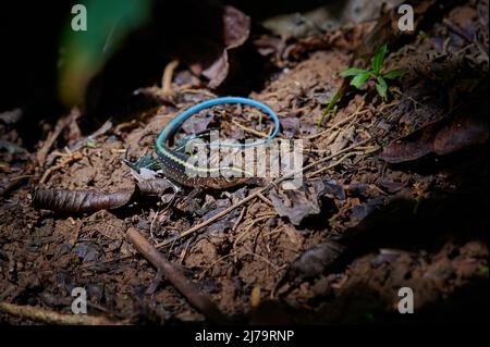 Zentralamerikanischer Whiptail oder festliche Amaiva (Holcosus festivus), Corcovado-Nationalpark, Osa-Halbinsel, Costa Rica, Mittelamerika Stockfoto