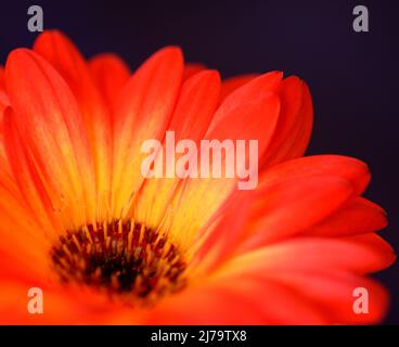 „Jaguar“ in Rot, Gelb und Orange, Gerbera, Gänseblümchen mit brauner Mitte Stockfoto