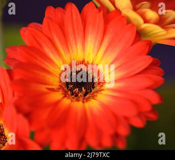 „Jaguar“ in Rot, Gelb und Orange, Gerbera, Gänseblümchen mit brauner Mitte Stockfoto