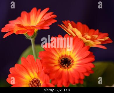 „Jaguar“ in Rot, Gelb und Orange, Gerbera, Gänseblümchen mit brauner Mitte Stockfoto