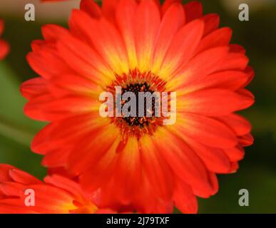 „Jaguar“ in Rot, Gelb und Orange, Gerbera, Gänseblümchen mit brauner Mitte Stockfoto