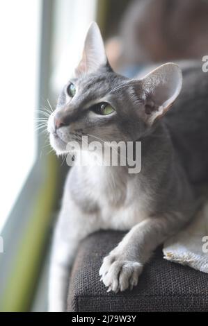 Die orientalische Kurzhaarkatze sitzt auf dem Fenster Stockfoto