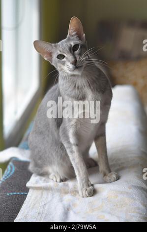 Die orientalische Kurzhaarkatze sitzt auf dem Fenster Stockfoto