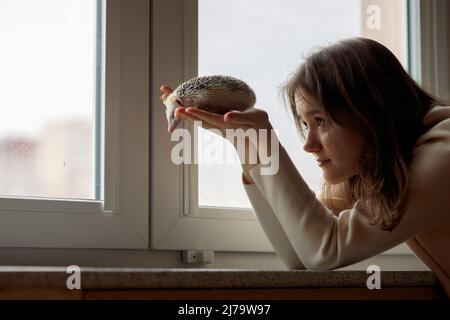 Mädchen hält niedlichen Igel in den Händen. Porträt von ziemlich neugierigen Schnauze des Tieres. Lieblingstiere. Atelerix, afrikanische Igel. Hochwertige Fotos Stockfoto