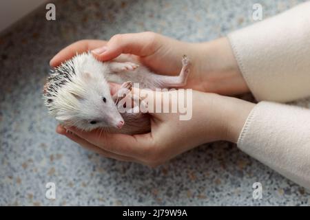 Mädchen hält niedlichen Igel in den Händen. Porträt von ziemlich neugierigen Schnauze des Tieres. Lieblingstiere. Atelerix, afrikanische Igel. Hochwertige Fotos Stockfoto