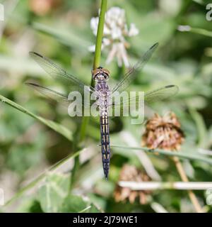 Blauer Dasher unreif männlich. Foothills Park, Santa Clara County, Kalifornien, USA. Stockfoto