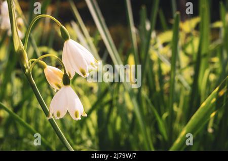 Nahaufnahme der Sommer-Schneeflocken-Blumen Stockfoto