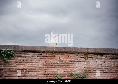 Möwen sitzen auf einer alten Backsteinmauer in Rom Stockfoto