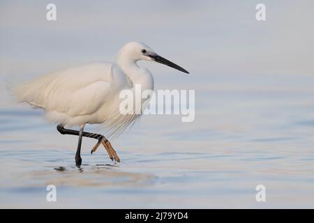 Kleiner Reiher (Egretta garzetta) kleiner Weißreiher im Wasser. Stockfoto