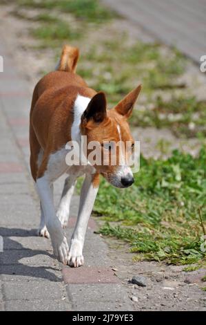 Roter Basenji-Hund, der auf dem Hof entlang der Straße läuft Stockfoto