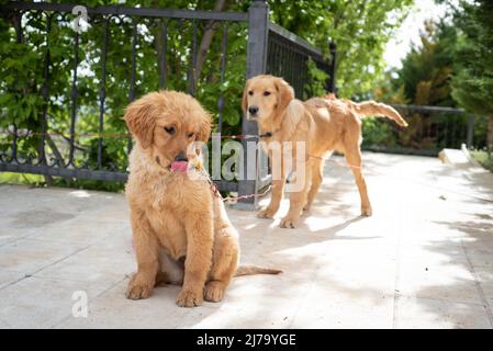 golden Retriever junger Hund Stockfoto