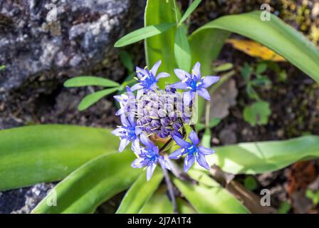 Blau - violette Blüten von Oncostema peruviana, peruanischer Jazinthe, Scilla peruviana, der portugiesische Tintenkeller, ist eine im Westen heimische Art von Scilla Stockfoto