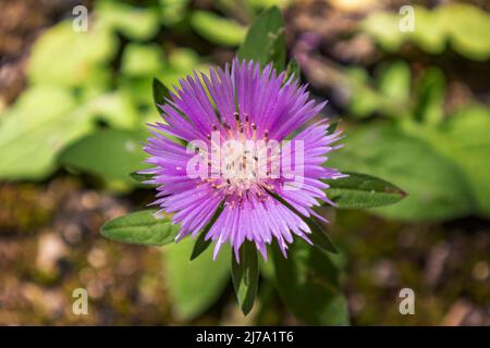 Violet Centaurea pullata, eine Art von Centaurea, die in Südwesteuropa und Nordwestafrika gefunden wird. Vielleicht zu einem Pseuhellus dealbatus Stockfoto