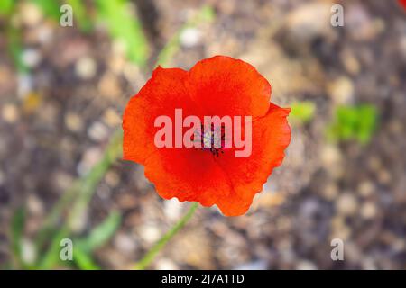 Papaver rhoeas, sind gebräuchliche Namen oder ​corn Mohnblume, Maisrose, Feldmohn, Flandern Mohnblume und roter Mohnblume, Ist eine jährliche krautige Flussart Stockfoto