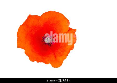 Papaver rhoeas, common names are common or ​corn poppy, corn rose, field poppy, Flanders poppy, and red poppy, isolated on white background Stockfoto