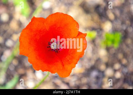 Papaver rhoeas, sind gebräuchliche Namen oder ​corn Mohnblume, Maisrose, Feldmohn, Flandern Mohnblume und roter Mohnblume, Ist eine jährliche krautige Flussart Stockfoto