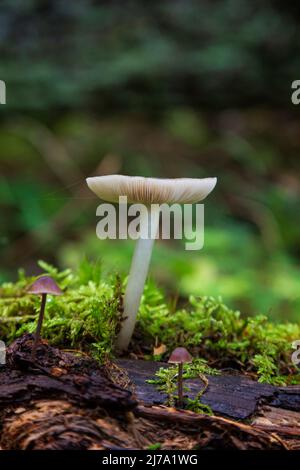 Nahaufnahme eines weißen Pilzes auf einem moosigen Baumstamm in einem üppigen Wald in Finnland im Herbst. Fokus auf den vorderen, unscharfen Hintergrund. Stockfoto