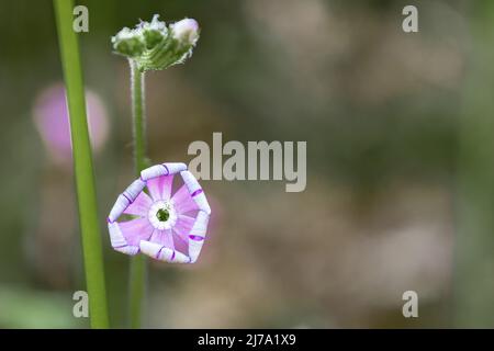 Silene mariana Pau ist eine kleine Pflanze Phanerogam Art der Gattung Silene , Familie Caryophyllaceae. Endemisch im Süden der Iberischen Halbinsel, ge Stockfoto