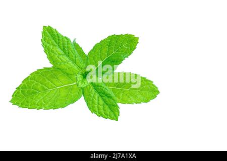 Spearmint, auch bekannt als Garten-Minze, gemeine oder Lamm-Minze und Makrelenminze, ist eine Art von Minze, Mentha spicata, die in Europa und im südlichen tempe beheimatet ist Stockfoto