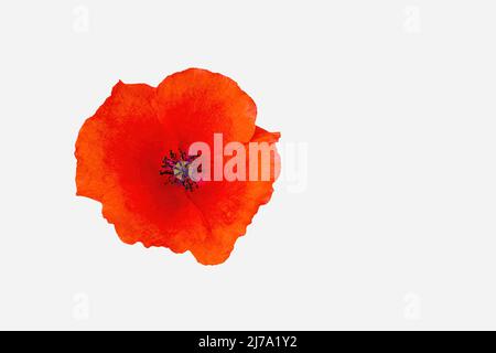 Papaver rhoeas, sind gebräuchliche Namen oder ​corn Mohnblume, Maisrose, Feldmohn, Flandern Mohnblume und roter Mohnblume, Isoliert auf weißem Hintergrund mit Leerzeichen Stockfoto