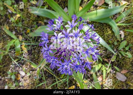 Blau - violette Blüten von Oncostema peruviana, peruanischer Jazinthe, Scilla peruviana, der portugiesische Tintenkeller, ist eine im Westen heimische Art von Scilla Stockfoto