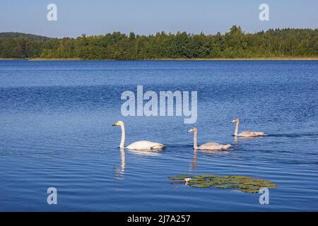 Ein erwachsener Singschwan (Cygnus cygnus) (auch bekannt als gewöhnlicher Schwan) und zwei junge Schwäne auf einem finnischen See im Sommer. Stockfoto